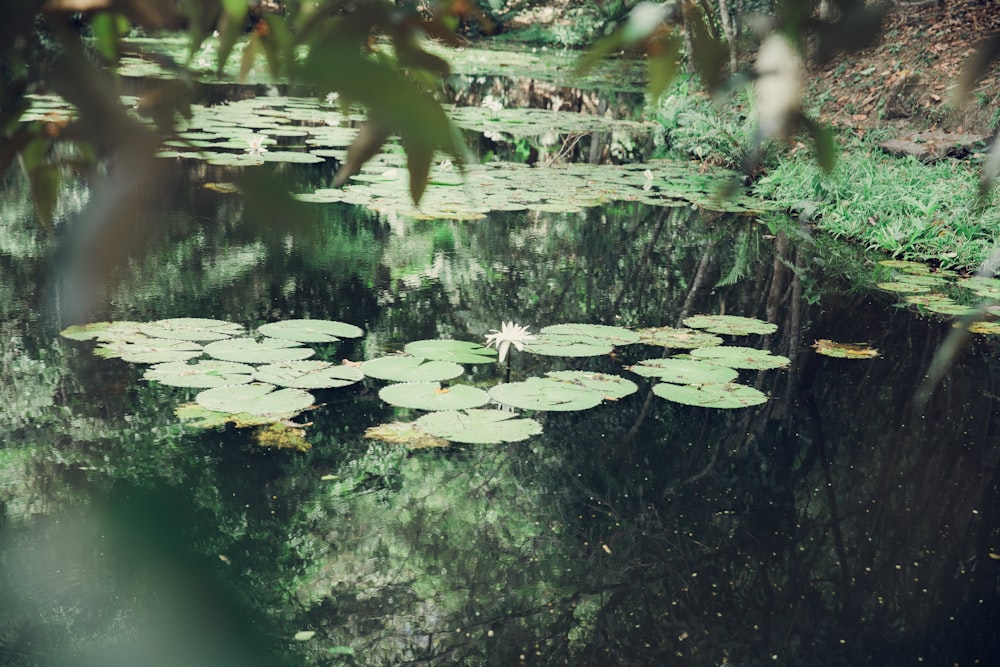 a pond filled with lots of water lilies