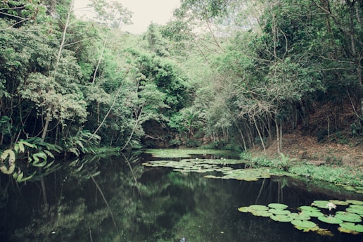 A serene forest scene featuring a calm body of water bordered by lush, dense greenery. Tropical trees and plants surround the area, with large green leaves floating on the surface of the water. The atmosphere is tranquil and untouched, providing a sense of peaceful solitude.