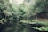 A serene forest scene featuring a calm body of water bordered by lush, dense greenery. Tropical trees and plants surround the area, with large green leaves floating on the surface of the water. The atmosphere is tranquil and untouched, providing a sense of peaceful solitude.