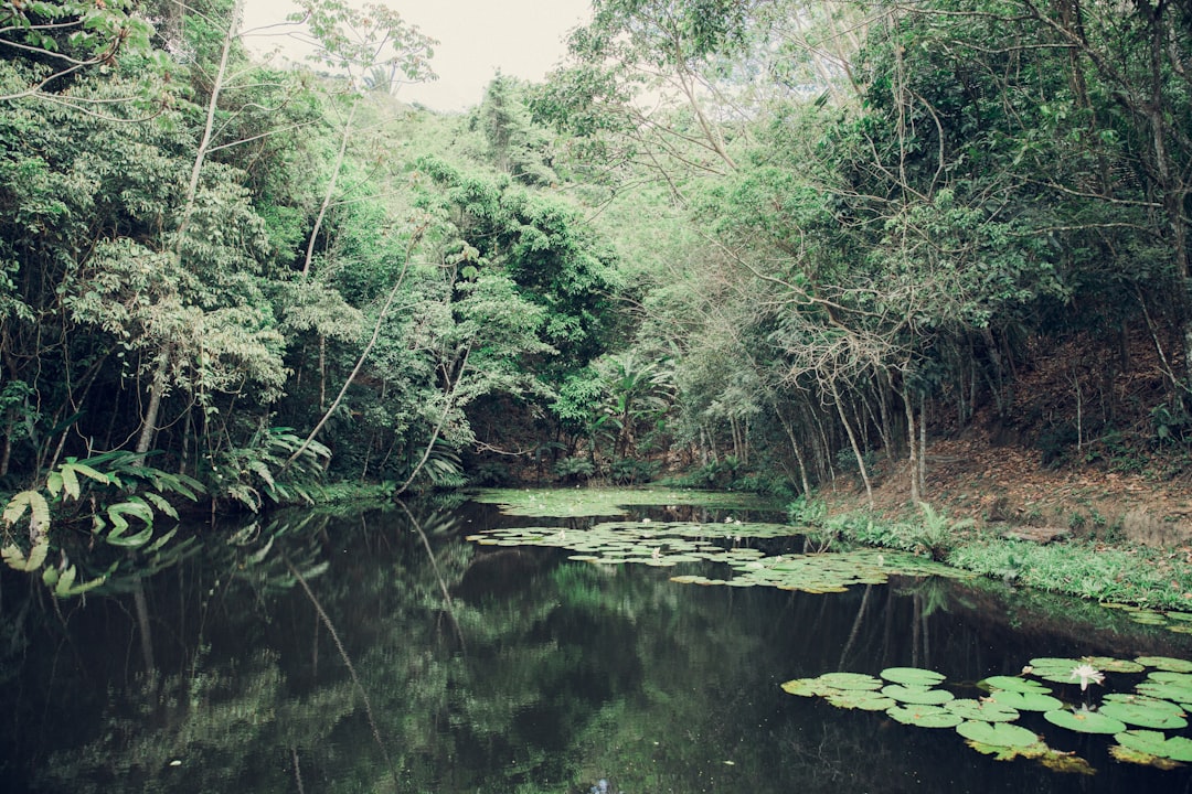 a body of water surrounded by lush green trees,