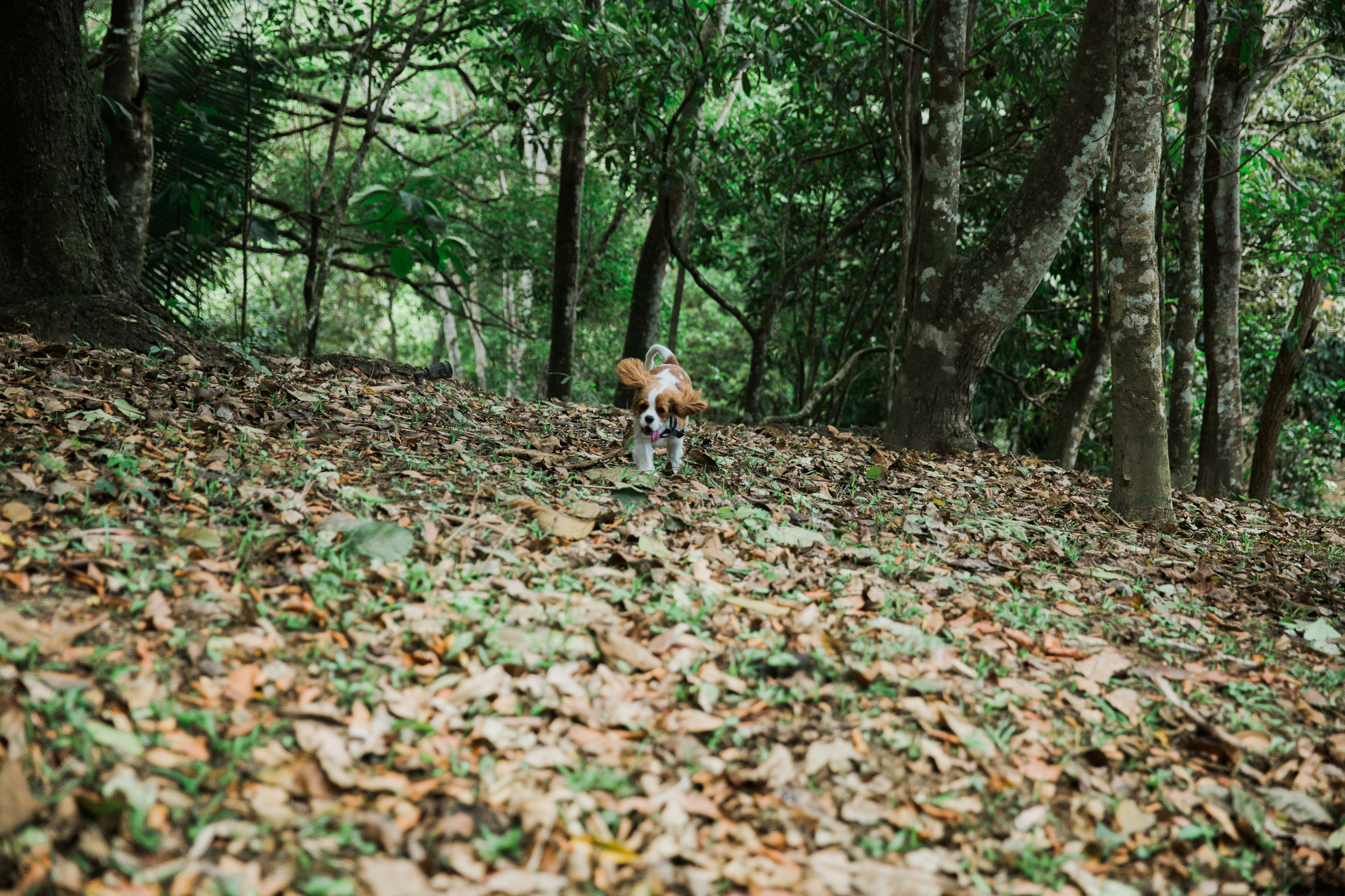 Cavalier King Charles Spaniel running through garden grass with ears flying, golden hour light, joyful movement