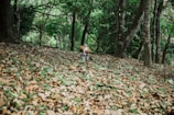 A playful puppy exploring a leafy forest trail during an adventure walk.