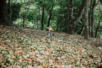 Two spaniels playfully chasing each other through soft mossy woodland floor.