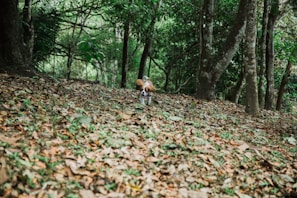 A playful puppy exploring a leafy forest trail during an adventure walk.