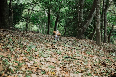 Two spaniels playfully chasing each other through soft mossy woodland floor.