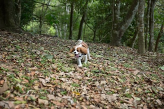 A happy dog running through a lush green forest with a mountain backdrop.