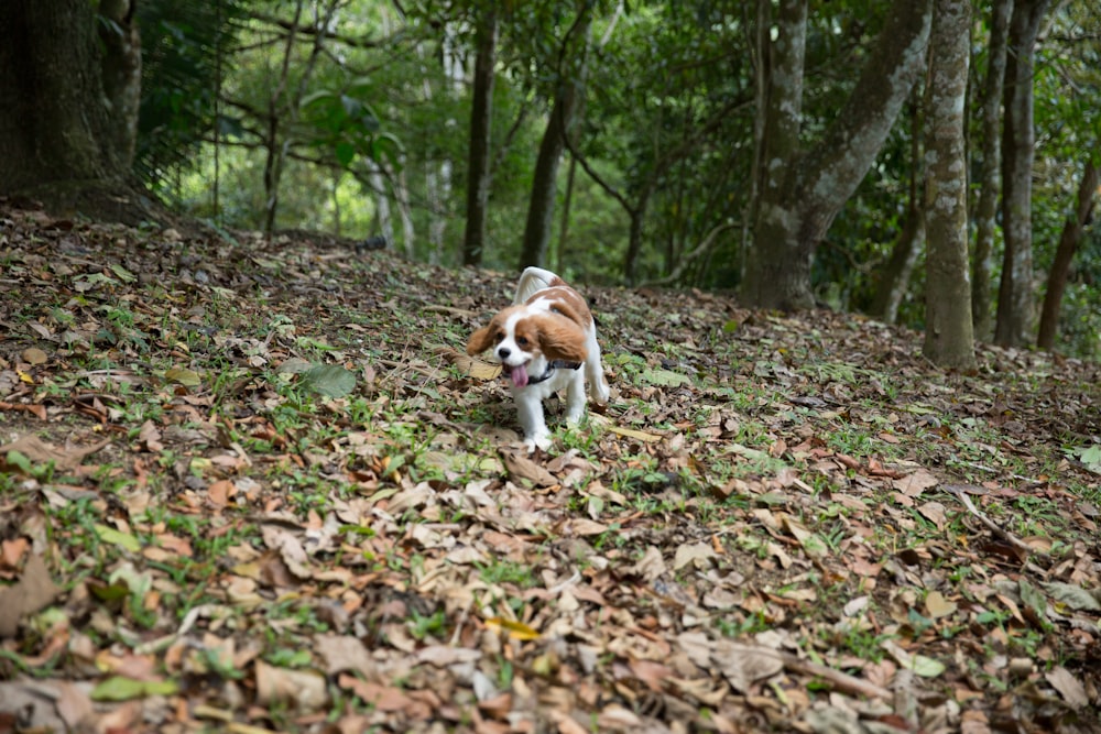 a brown and white dog walking through a forest filled with leaves