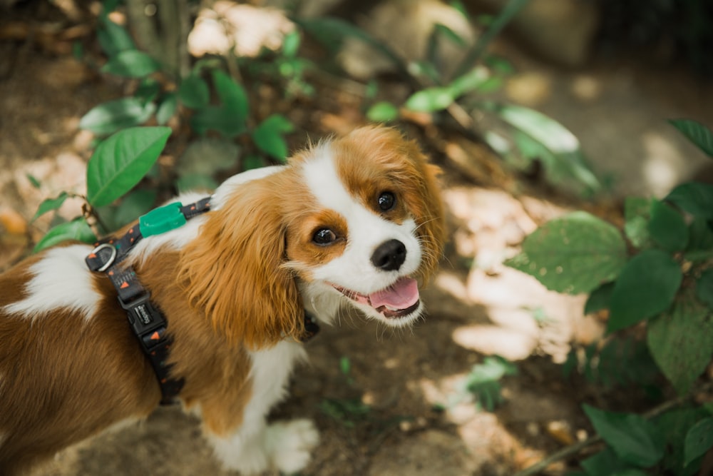 white and brown long coat small dog