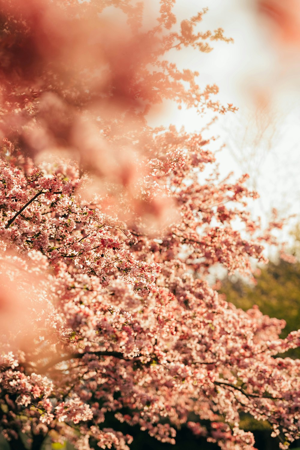 rosa und weiße Blüten tagsüber