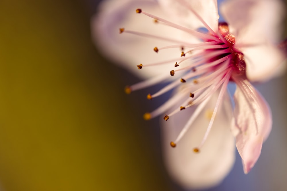 Flor blanca y rosa en fotografía con lente macro