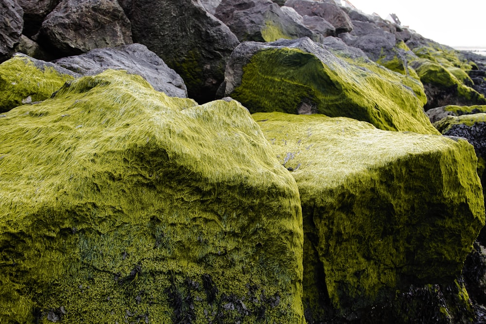 green moss growing on rocks on a beach