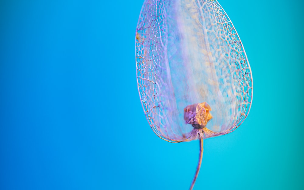 white and green net on blue surface