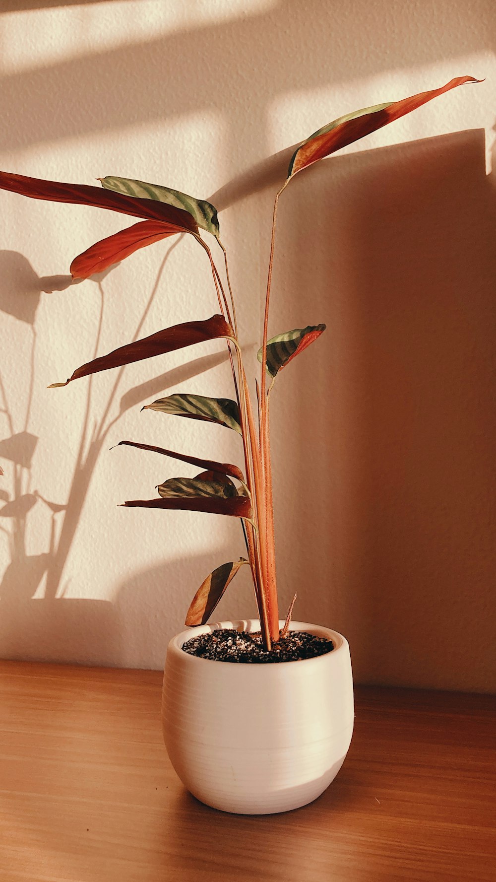 green and red plant on white ceramic pot