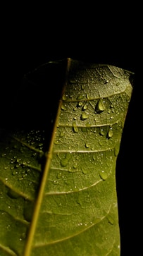 water droplets on green leaf