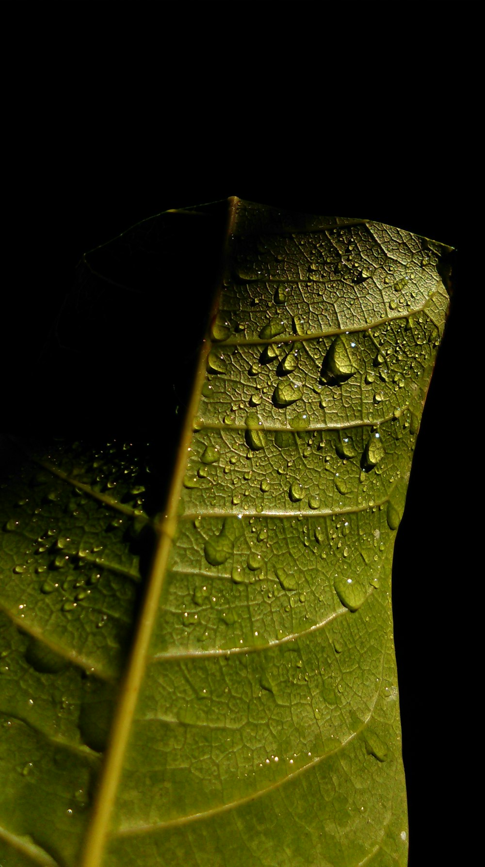 Wassertröpfchen auf grünem Blatt