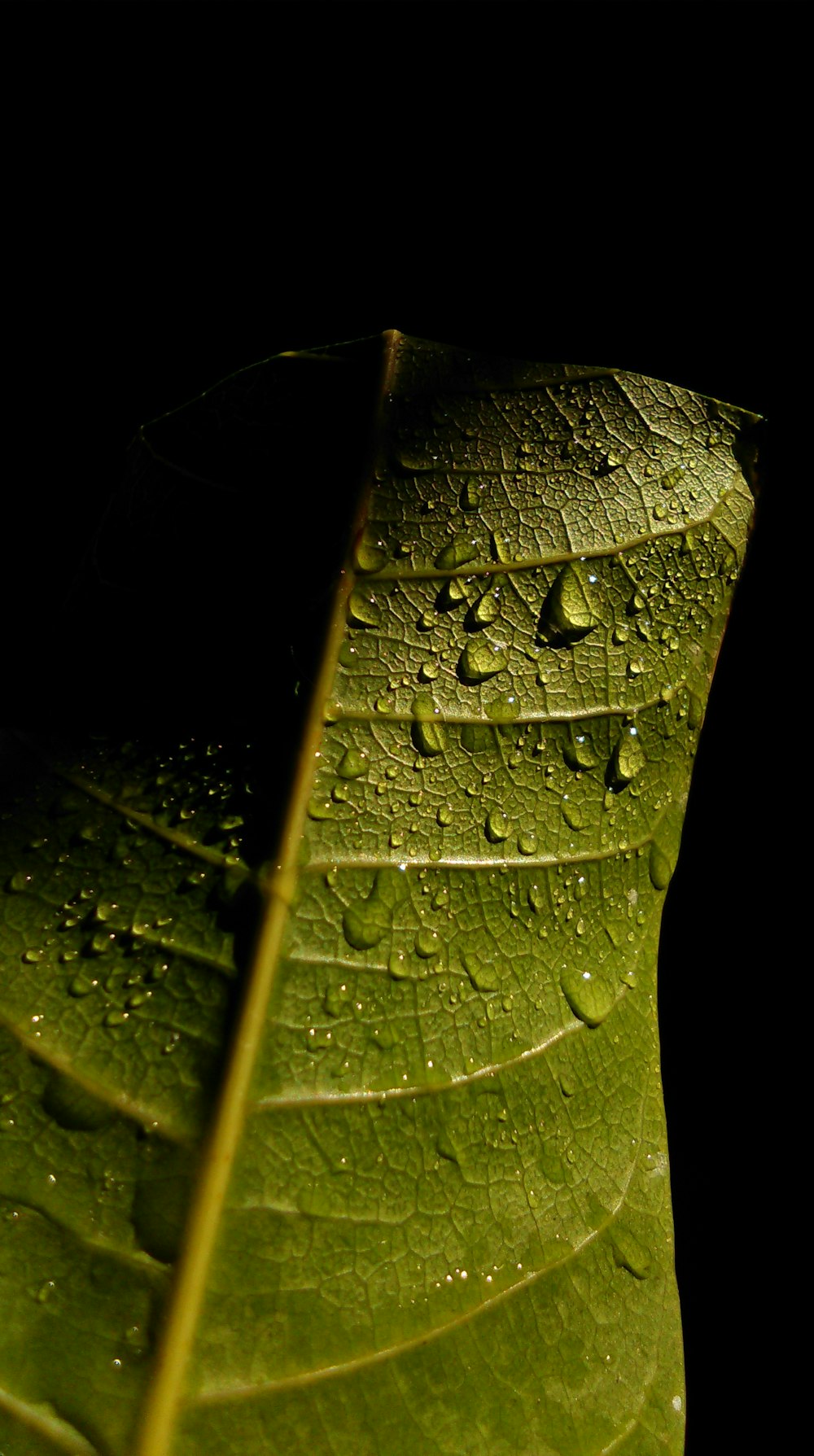 water droplets on green leaf