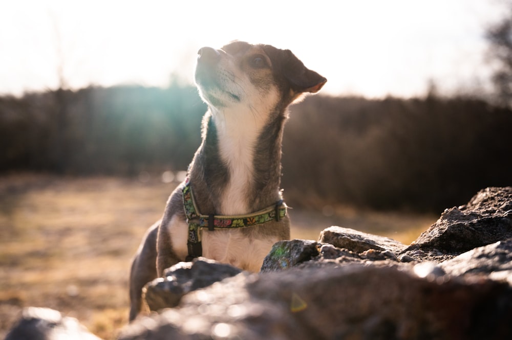 white and black short coated dog on brown rock during daytime