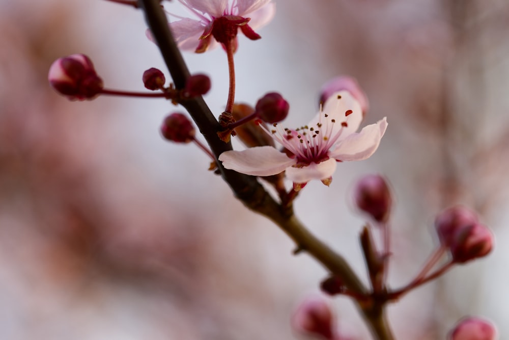 weiße und rosa Kirschblüte blüht tagsüber