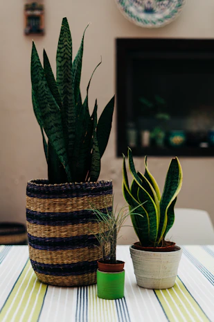A set of three pet bowls in varying sizes arranged neatly on a woven mat with a plant in the background.