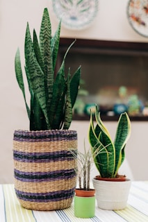 Three potted plants of varying sizes are placed on a striped tablecloth. The largest plant is in a basket with purple and natural brown stripes. The middle-sized plant, with upward-curving leaves, is in a white pot, while the smallest plant with slender leaves is in a small terracotta pot with a green sleeve. Some decorative plates are visible on the wall in the background.