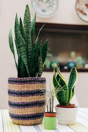 Three potted plants of varying sizes are placed on a striped tablecloth. The largest plant is in a basket with purple and natural brown stripes. The middle-sized plant, with upward-curving leaves, is in a white pot, while the smallest plant with slender leaves is in a small terracotta pot with a green sleeve. Some decorative plates are visible on the wall in the background.