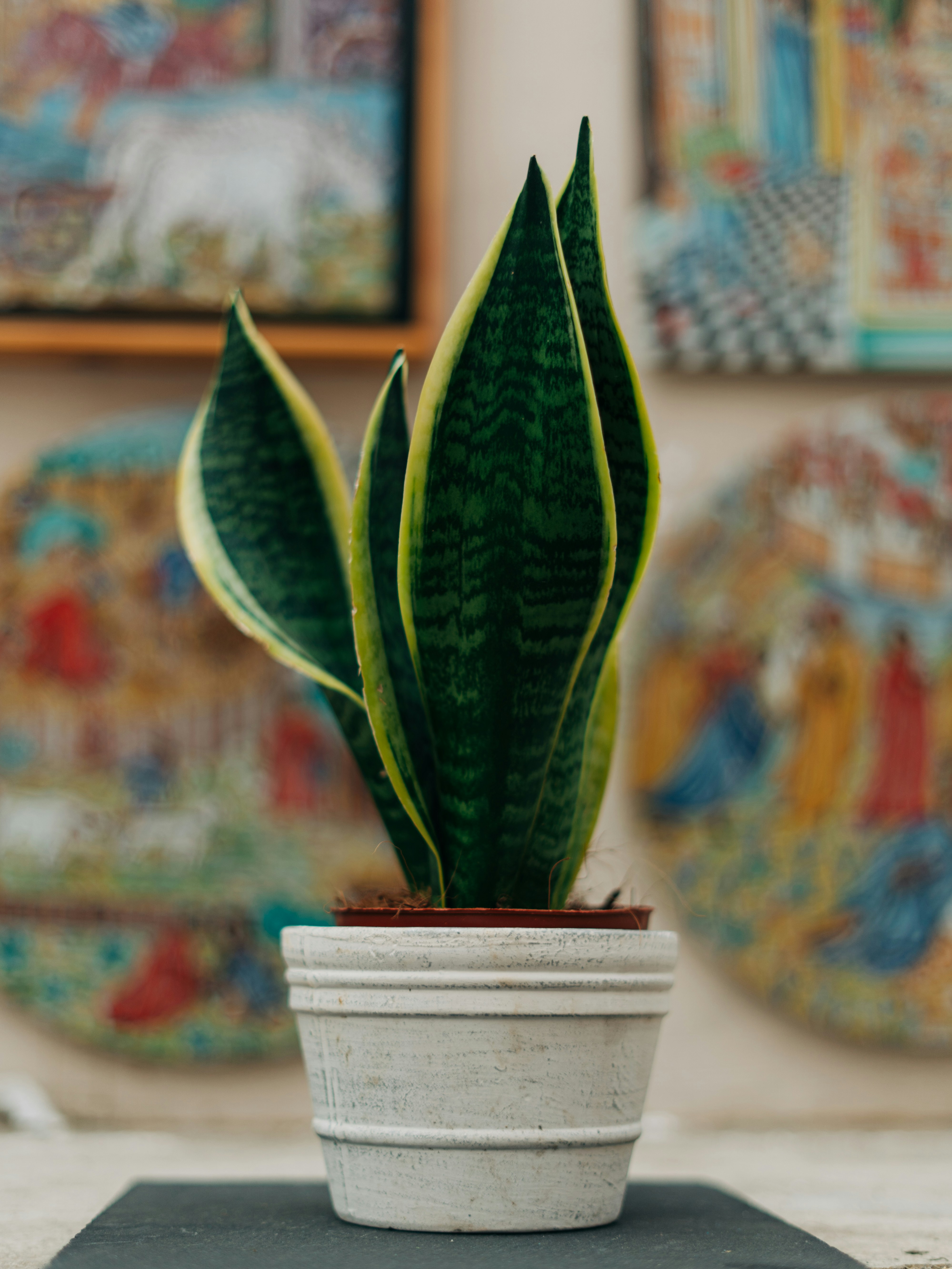A healthy, green snake plant in a white pot against a clean background.