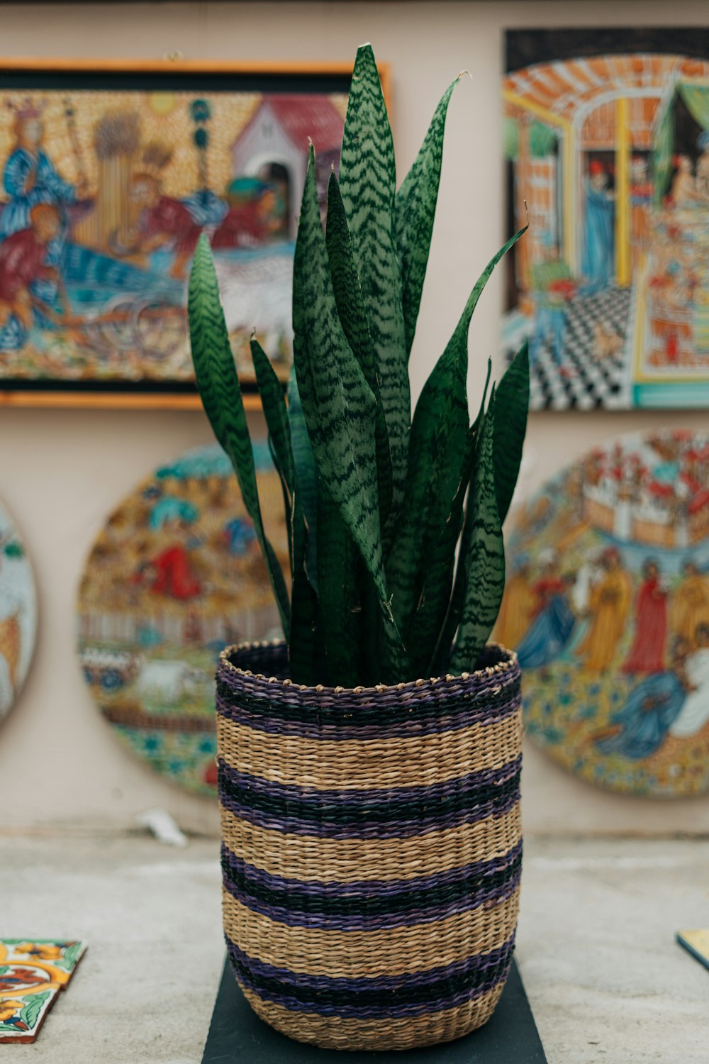 green snake plant in brown and black pot