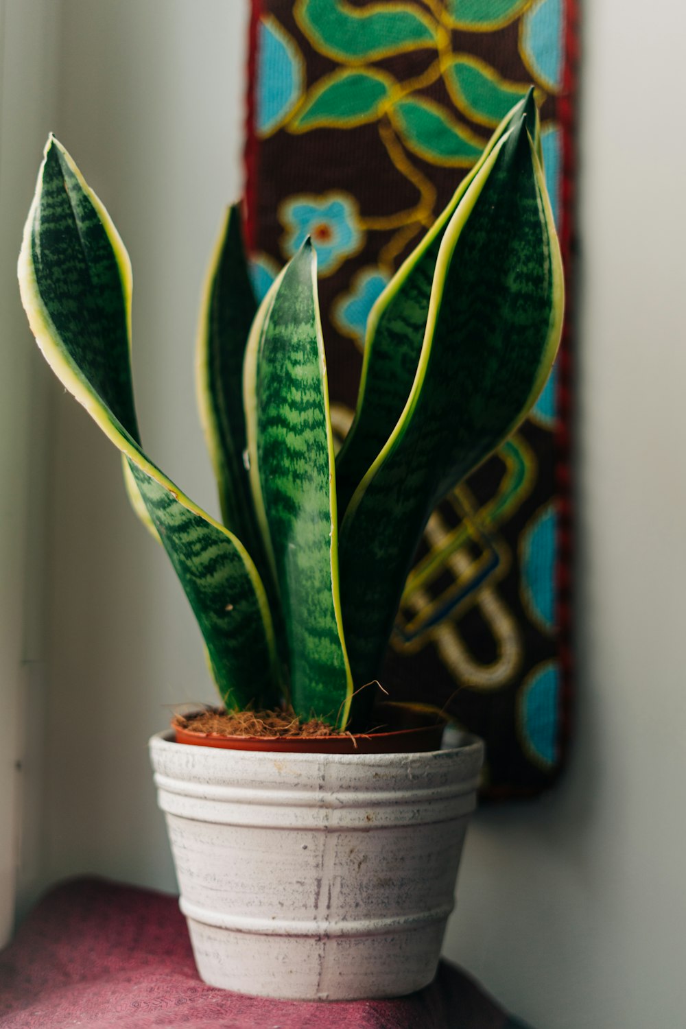 green snake plant in blue ceramic pot