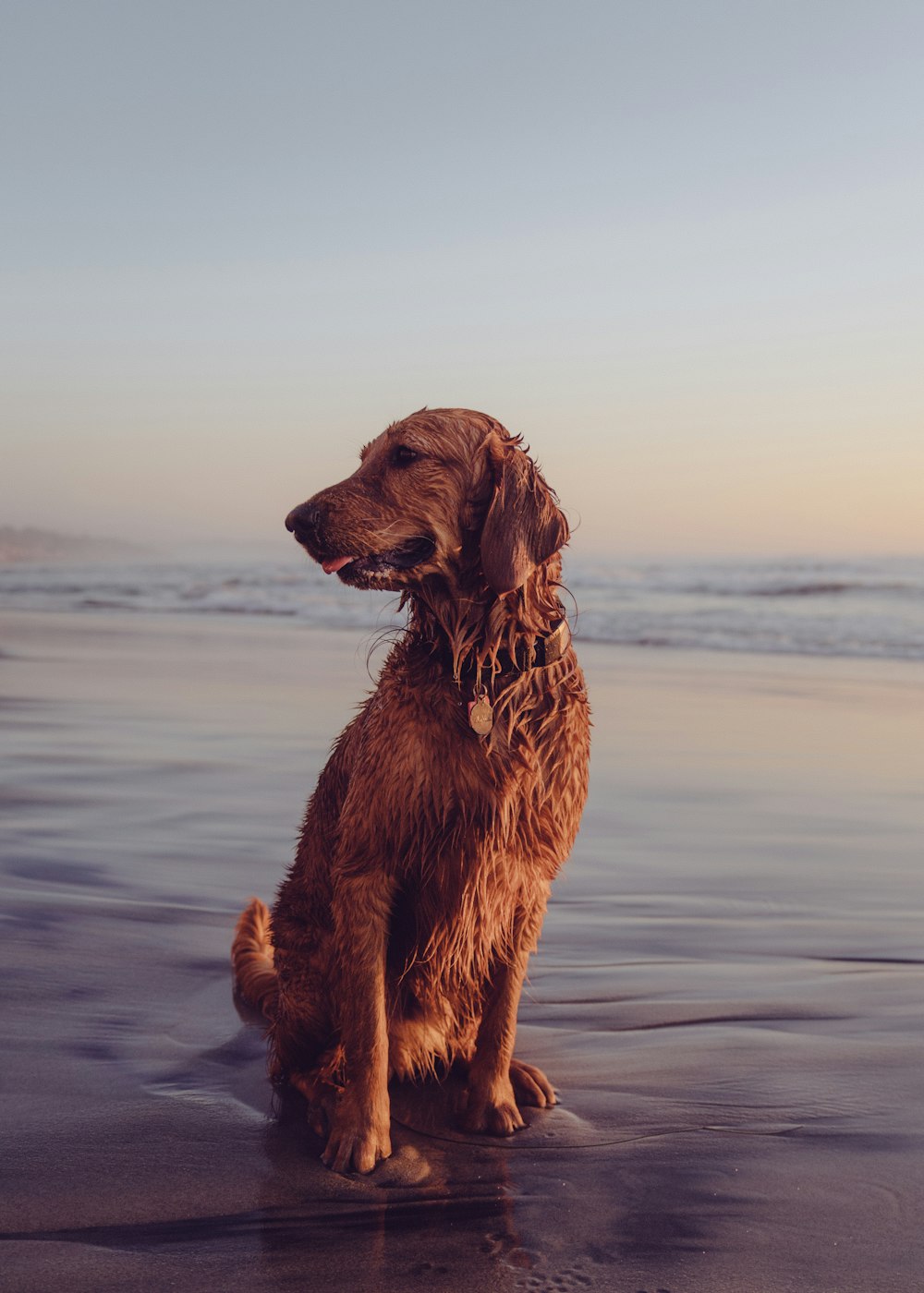 golden retriever sitting on the beach during sunset