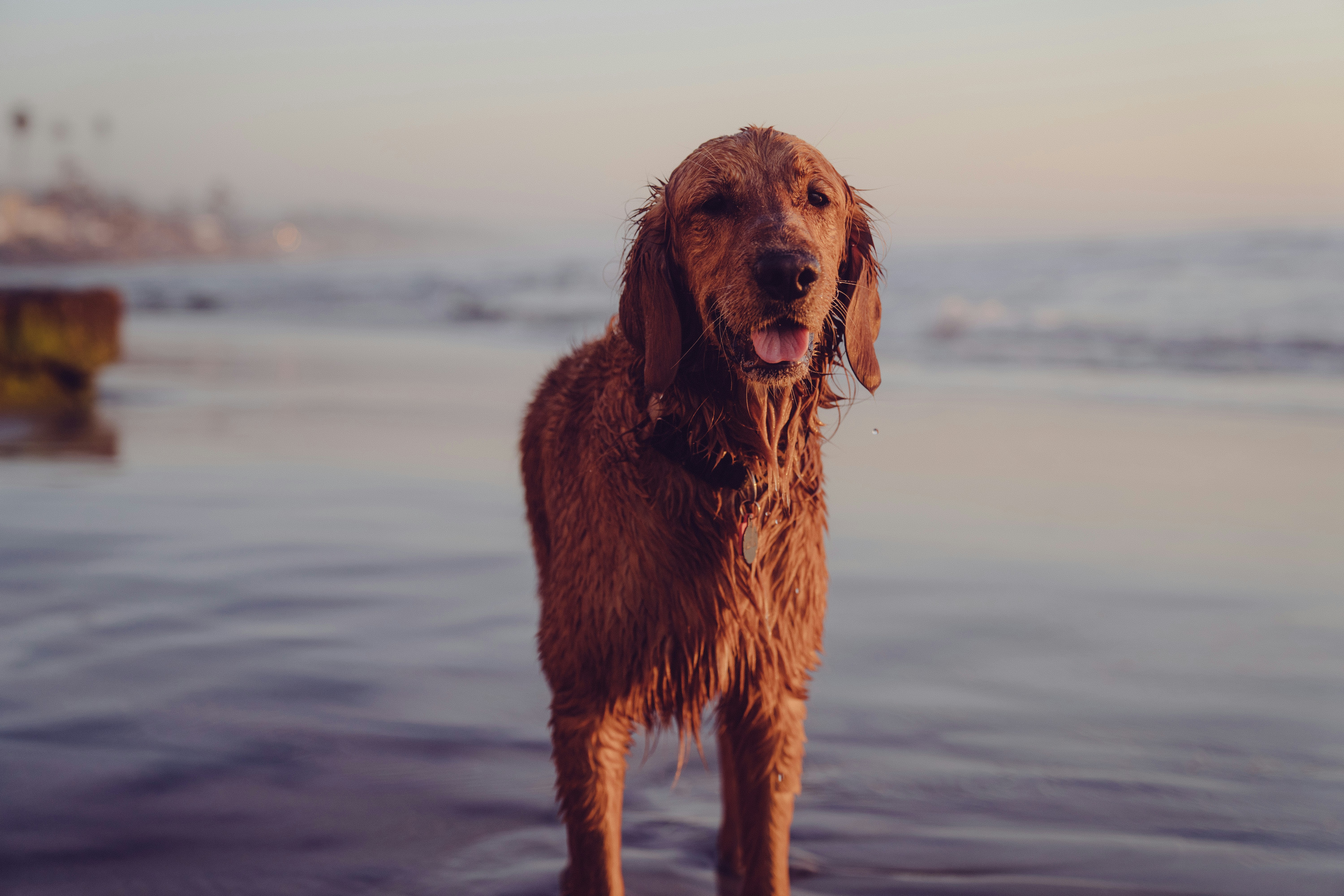 Happy golden retriever at beach