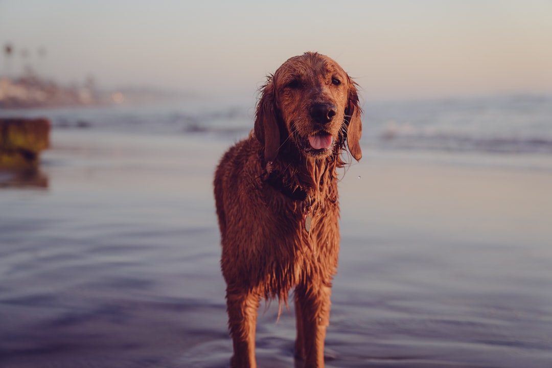 golden retriever on water during daytime