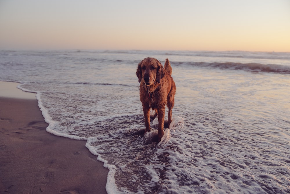 brown long coated dog on beach during daytime