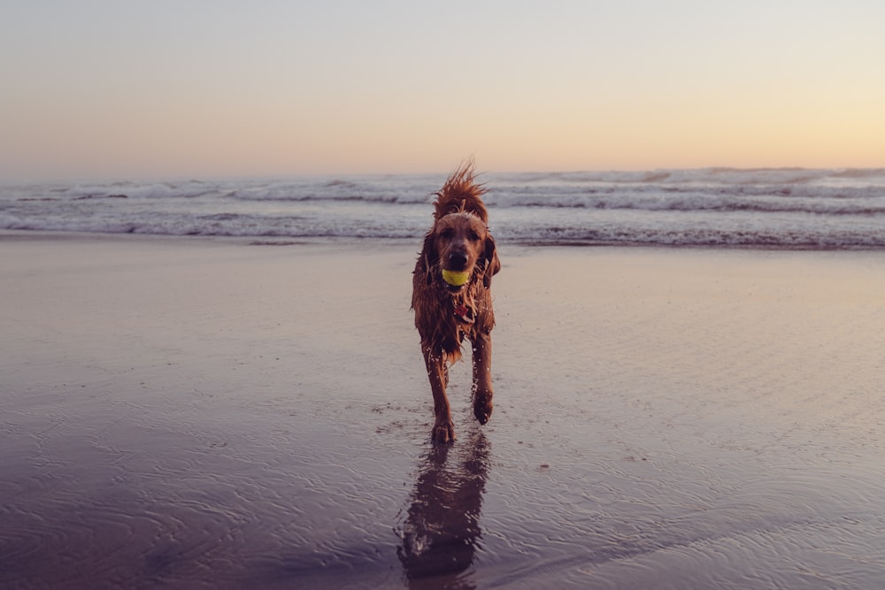 brown long coated dog running on beach during daytime