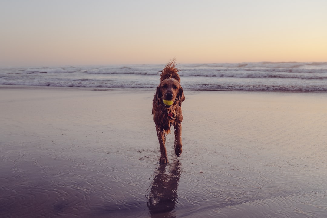 Fetching Fun