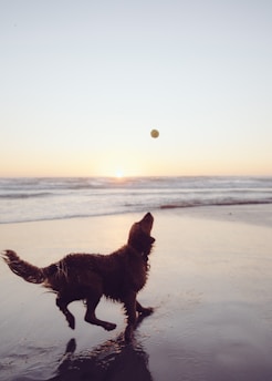 A happy dog playing with a ball in a sunny park.