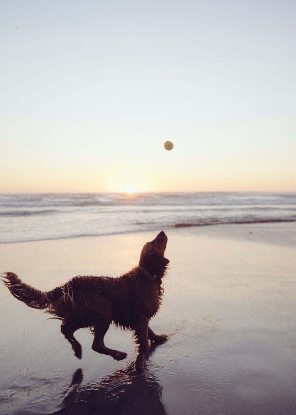 brown long coated dog on beach during sunset