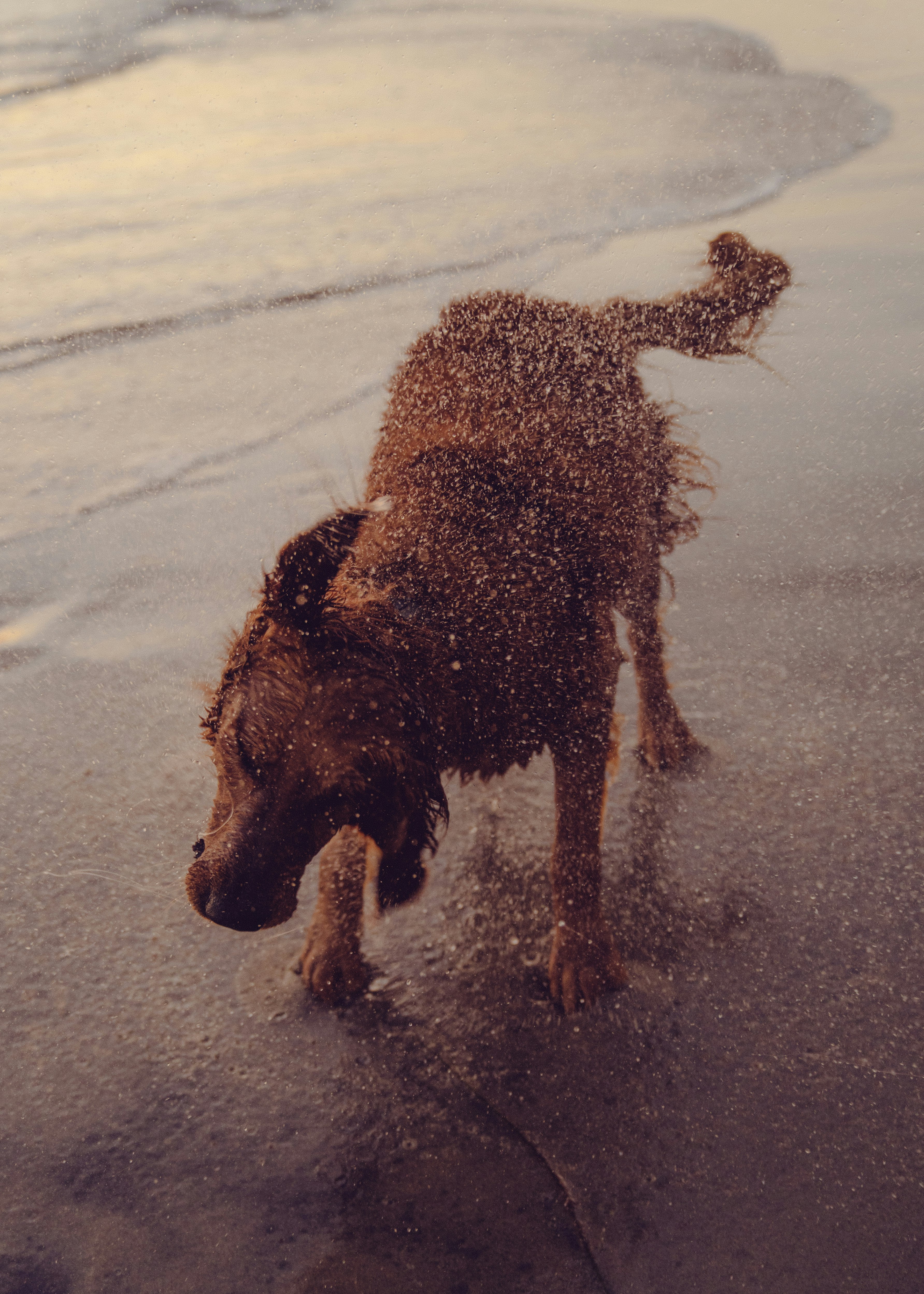 brown short coated dog walking on white sand during daytime