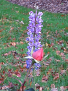A purple lupine flower stands upright surrounded by a lush green lawn and scattered autumn leaves. In the foreground, a red rosebud partially obscures the lupine.