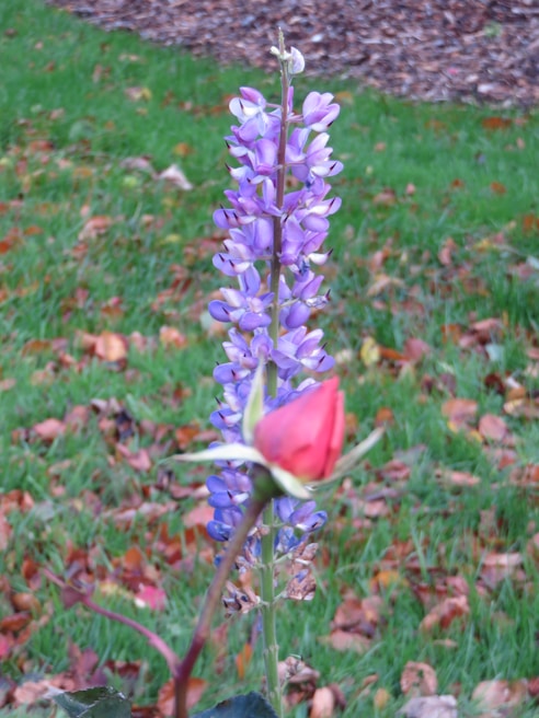 A purple lupine flower stands upright surrounded by a lush green lawn and scattered autumn leaves. In the foreground, a red rosebud partially obscures the lupine.