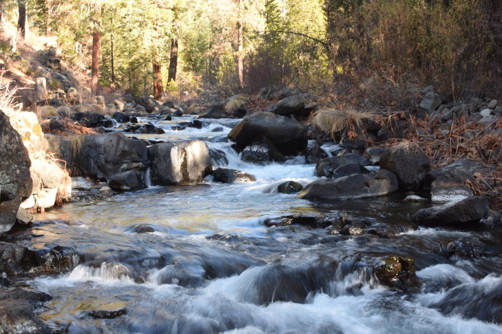 river in the middle of forest during daytime