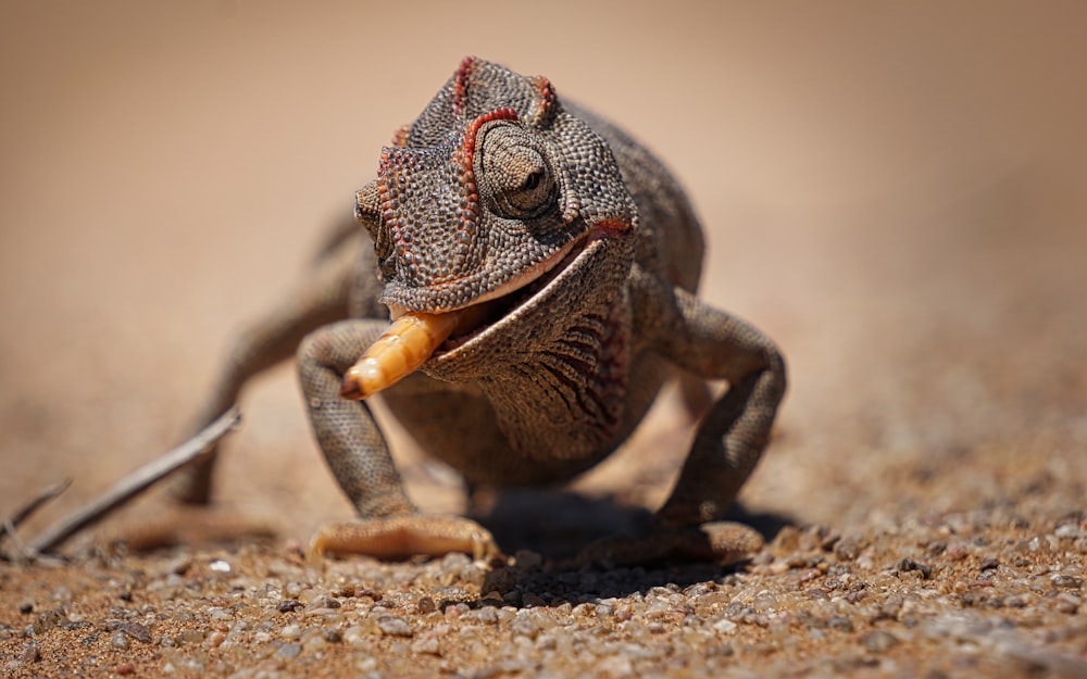 brown and black chameleon on brown rock