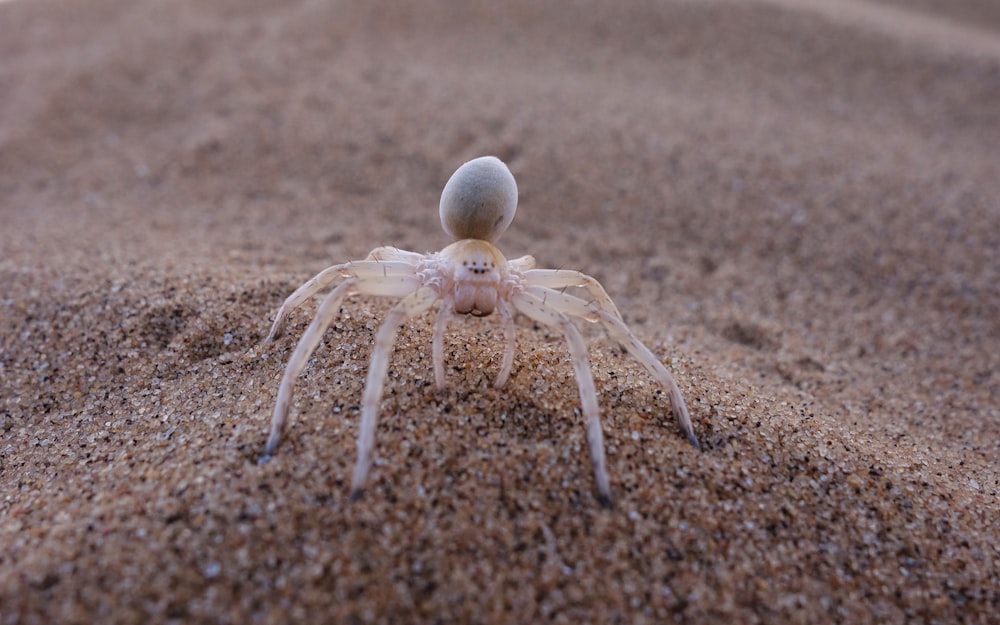 white spider on brown sand