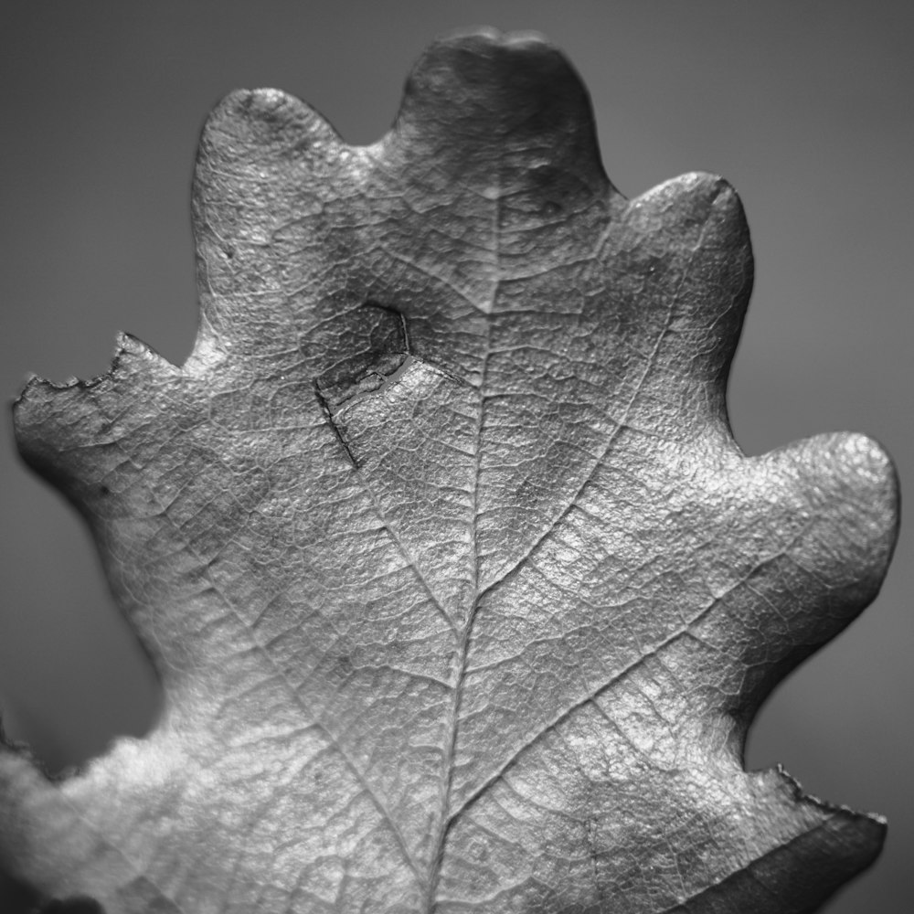 grayscale photo of leaf with water droplets