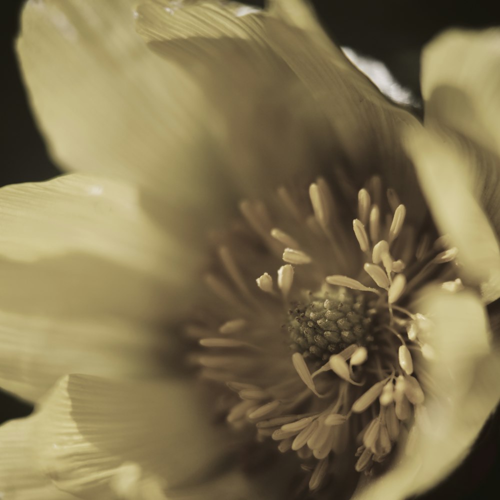 yellow flower in macro shot