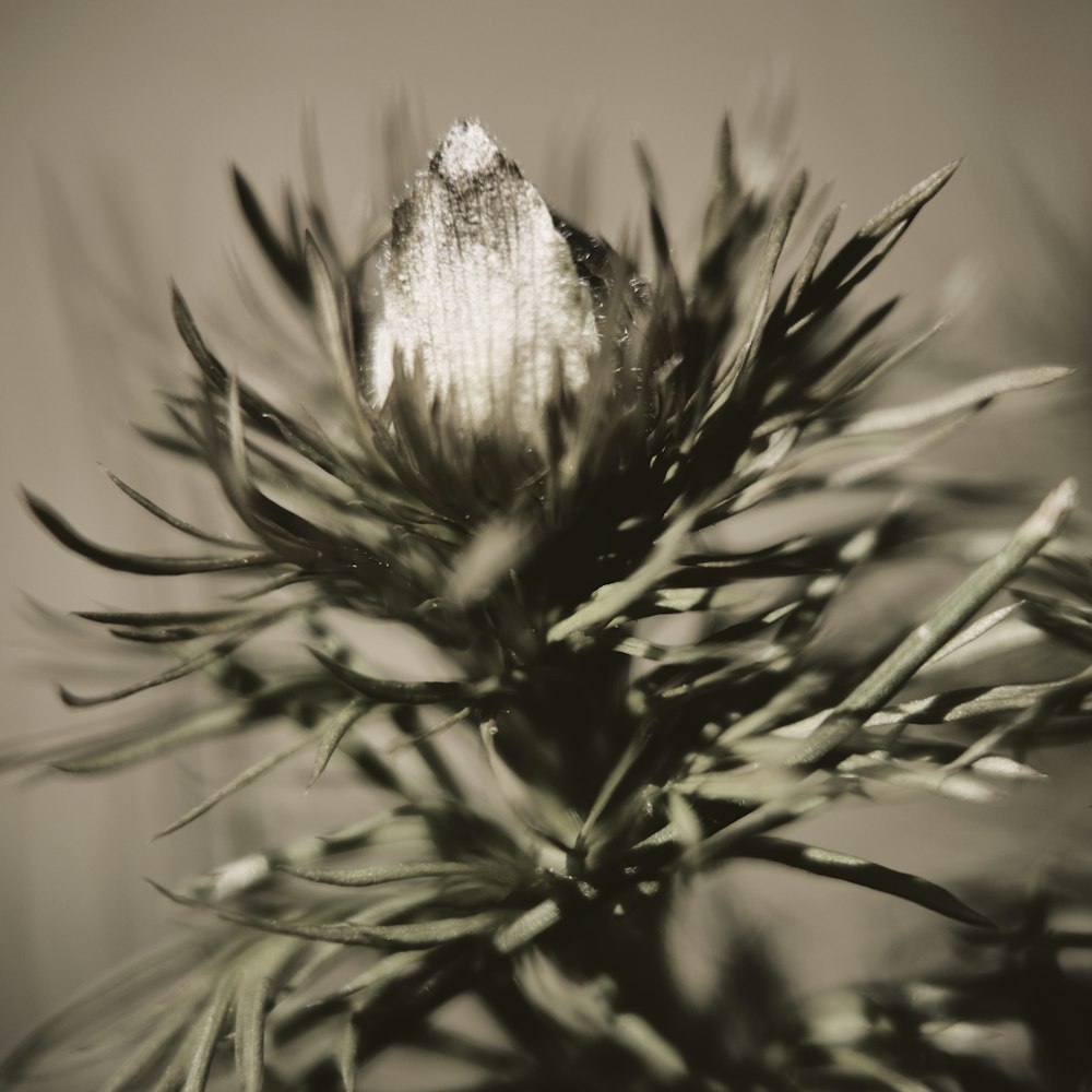 green plant in close up photography