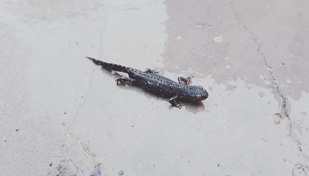 black and white crocodile on white sand