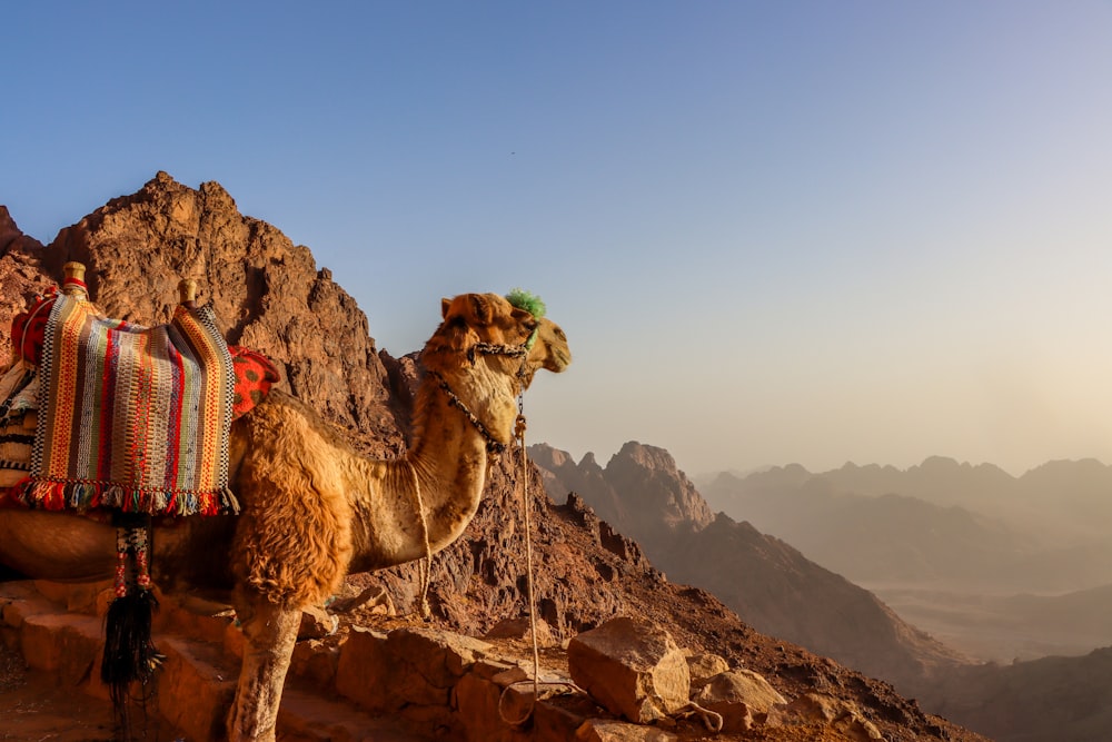 brown camel on brown rock formation during daytime