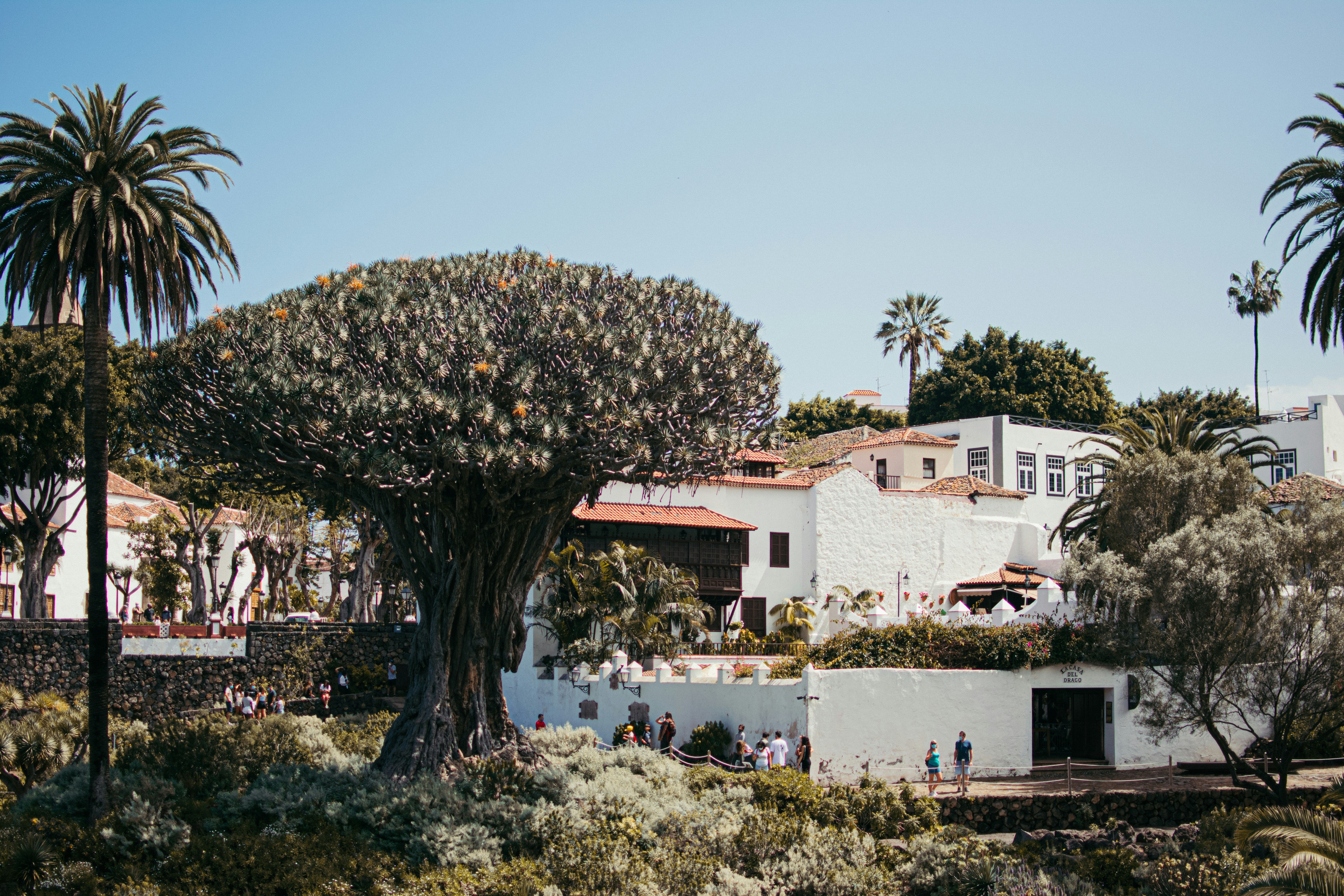 Drago Millenario a Icod de Los Vinos