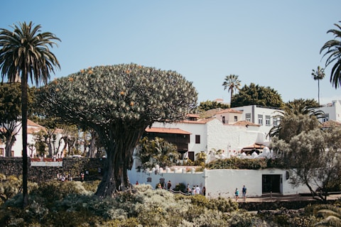 icod de los vinos de tenerife con su arbol milenario