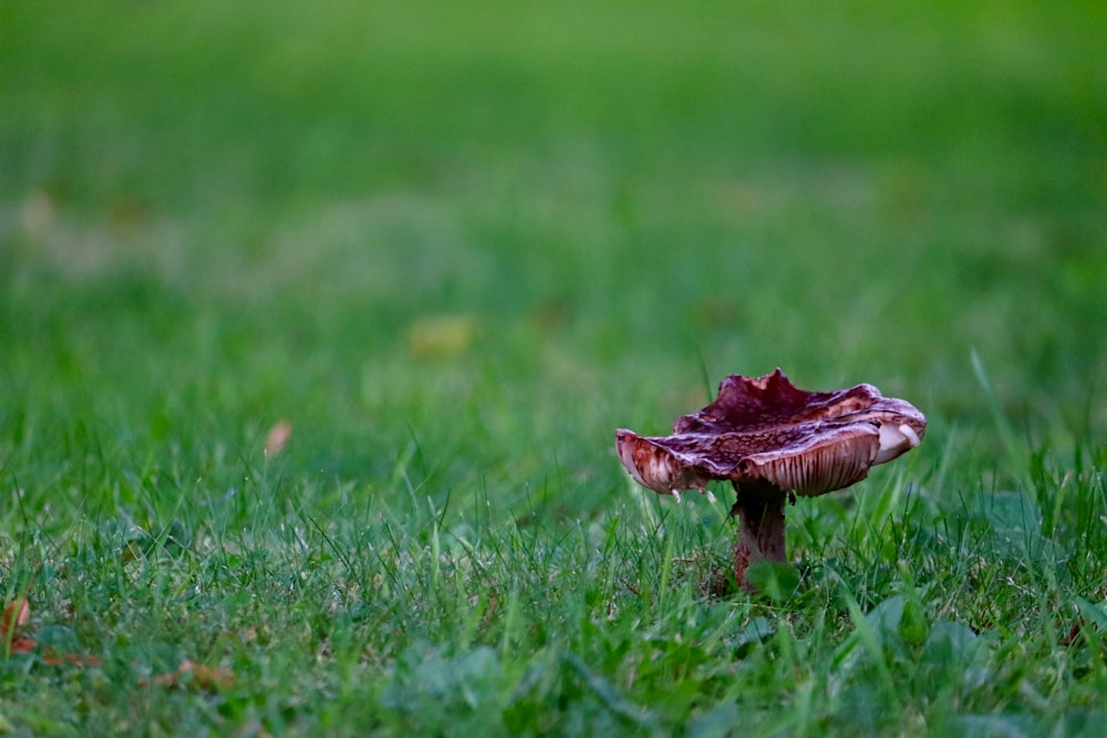 brown mushroom on green grass field during daytime